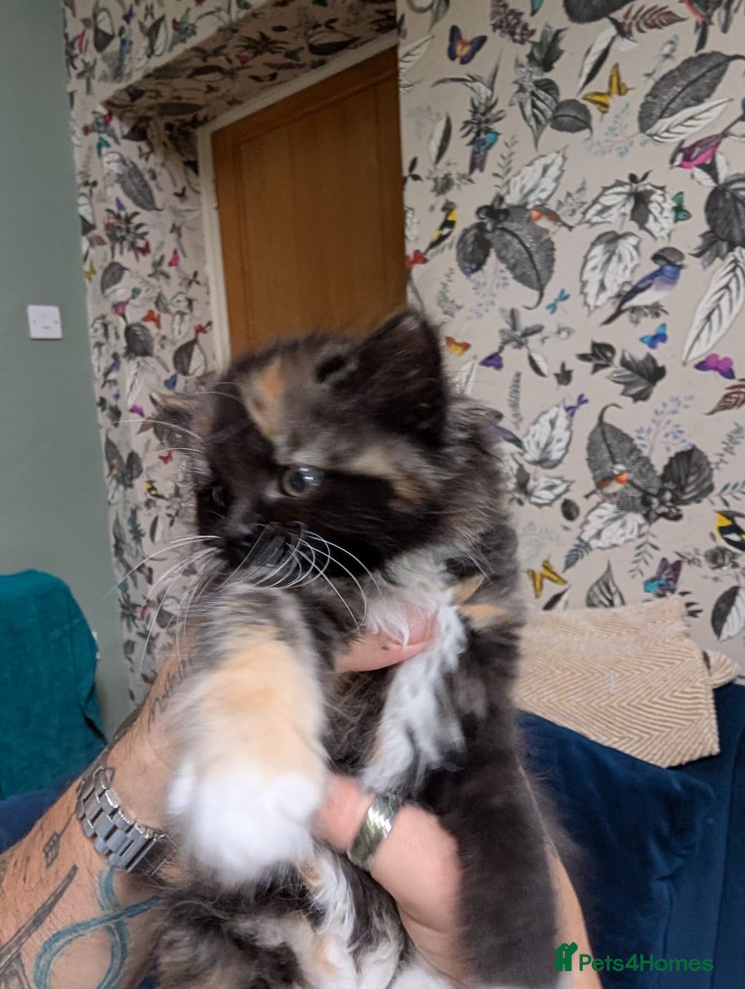 Ragdoll cats for sale: Ragdoll X ready to go! - Image 7