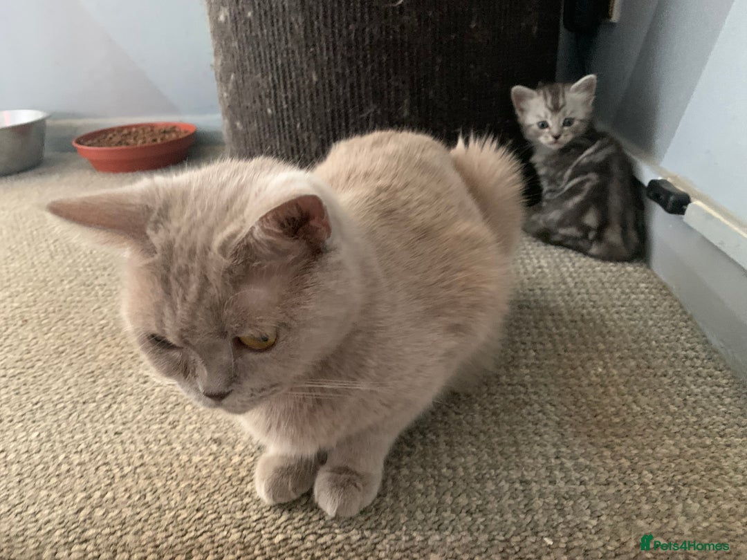 Burmese cats for sale: Burmese xBritish Kittens  - Image 1