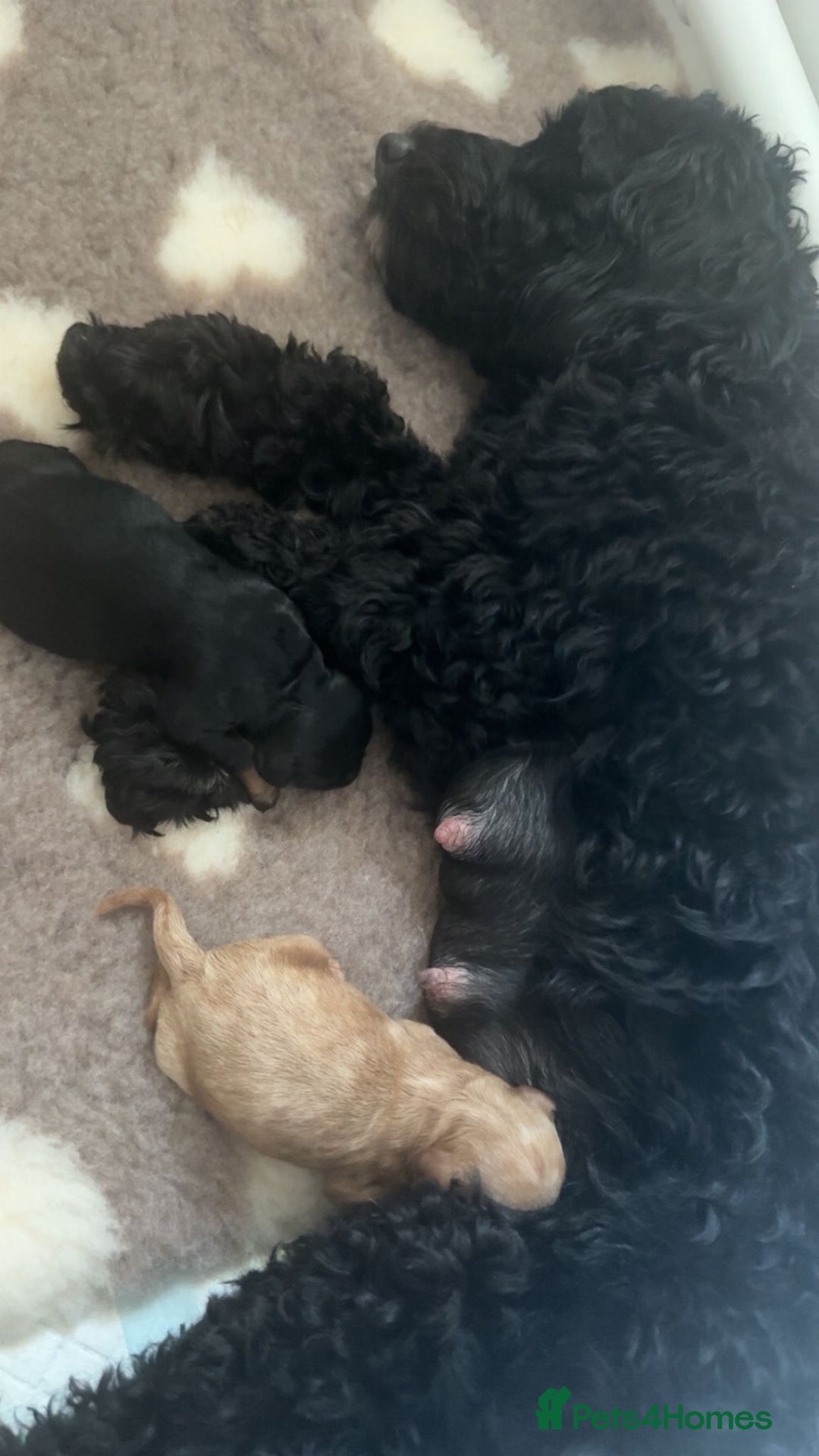 Cockapoo dogs for sale: CHAMPION COCKAPOO - Advert 10