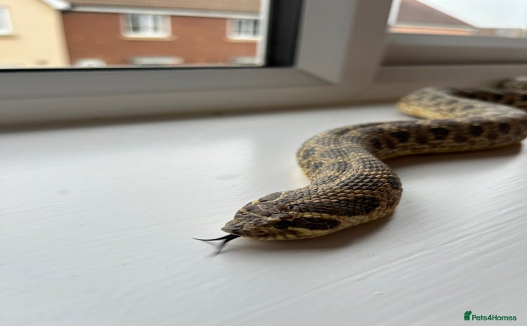 Snake reptiles - Advert 1