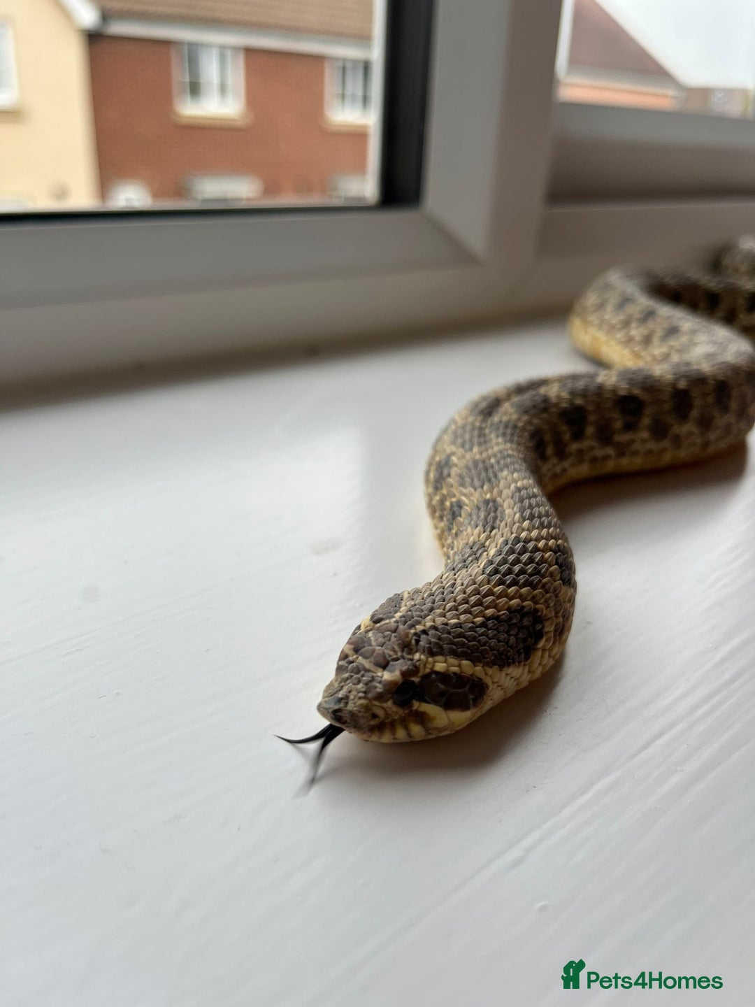Snake reptiles for sale: 🐍Toffee Western Hognose Snake + Full Setup (£180) - Image 1