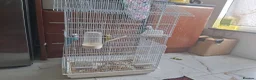 Budgerigars birds for sale: Love birds for sale  in Wembley - Advert 3