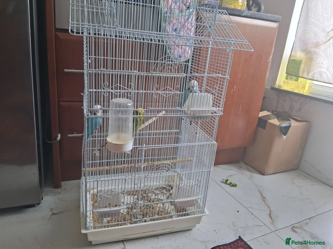 Budgerigars birds for sale: Love birds for sale  in Wembley - Advert 3