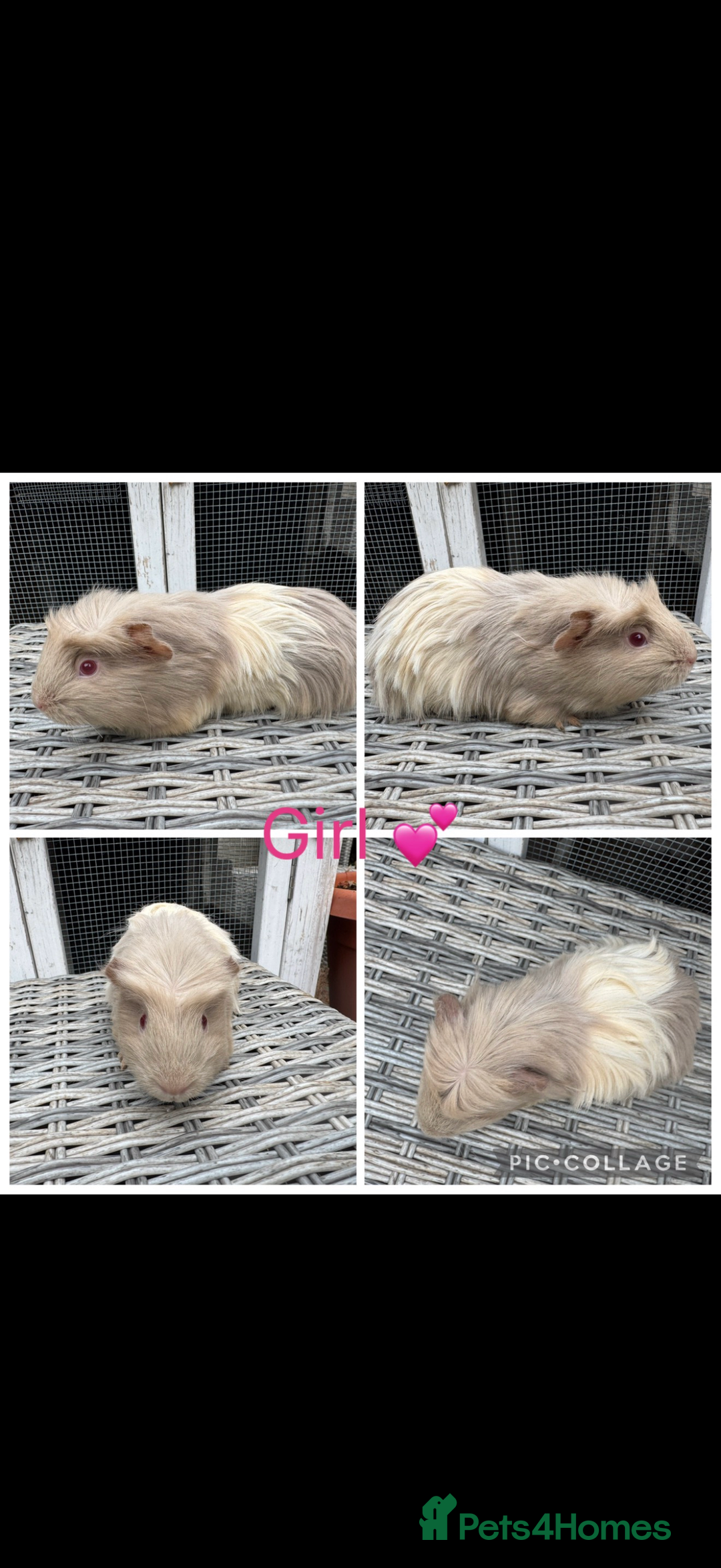 Guinea Pig rodents for sale: Male & Female Guinea pigs 👀 for new laps 🥰 - Advert 32