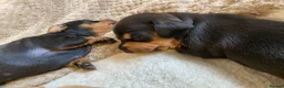 Miniature Dachshund dogs for sale: Stunning miniature dachshund puppies, 2 LEFT!!! - Advert 14