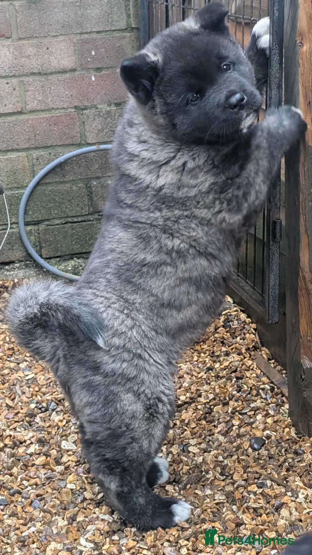 Akita dogs for sale: European Champions Bloodline American Akita's  - Advert 29