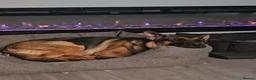 German Shepherd dogs for sale: German shepherd  - Advert 5