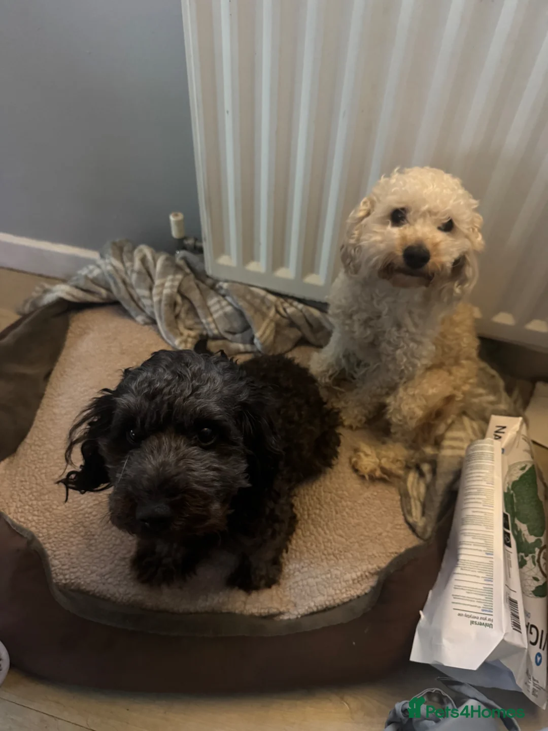 Cockapoo dogs for sale: Cockapoo Brothers for rehoming in Braintree - Advert 3
