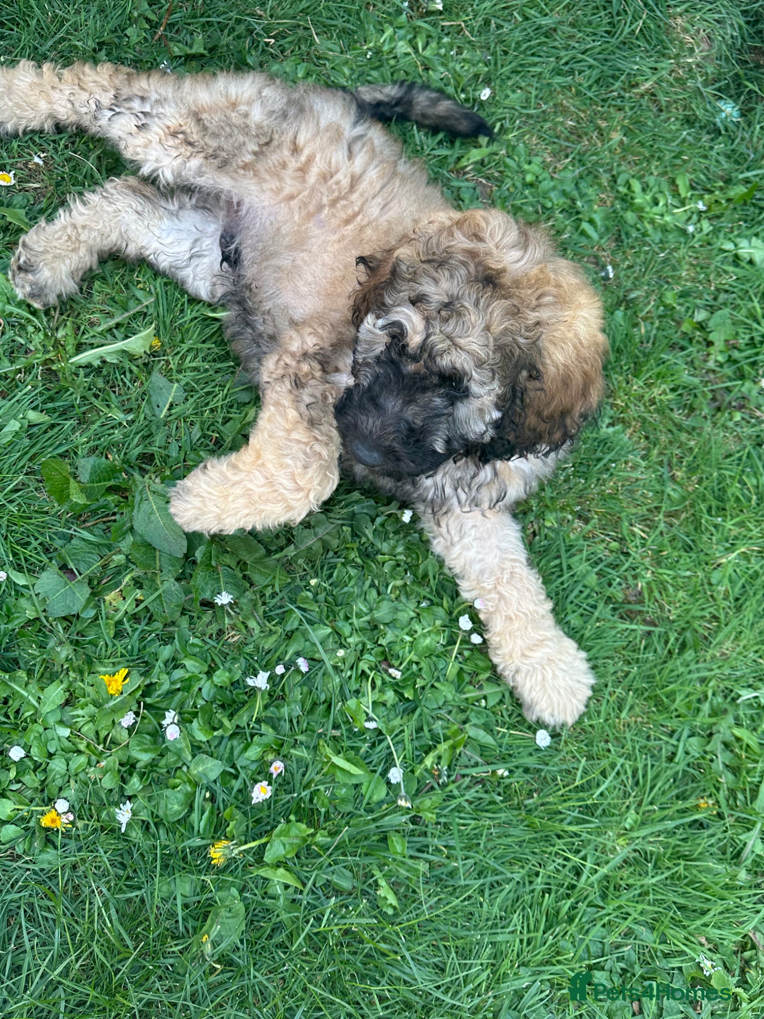 Goldendoodle dogs Goldendoodle pups health tested parents  - Advert 2