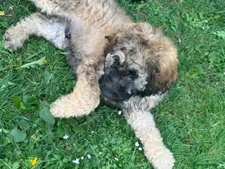 Goldendoodle dogs Goldendoodle pups health tested parents - Advert 2