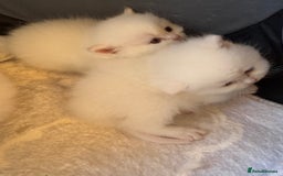 British Longhair cats for sale: Adorable Pure White Blue-Eyed British Kittens - Image 2