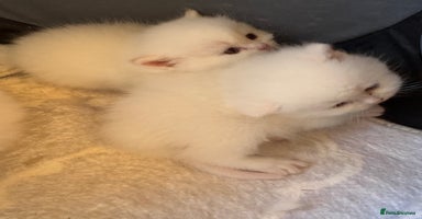 British Longhair cats - Advert 1