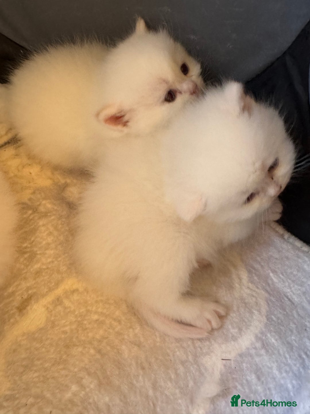 British Longhair cats for sale: Adorable Pure White Blue-Eyed British Kittens - Image 2