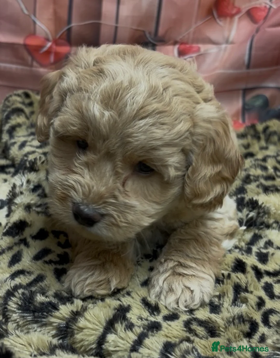 Cockapoo dogs for sale: Beautiful cockapoo  - Advert 4