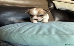 Jack Russell dogs for sale: Rare colouring Jack Russell’s 4 Male - Advert 3