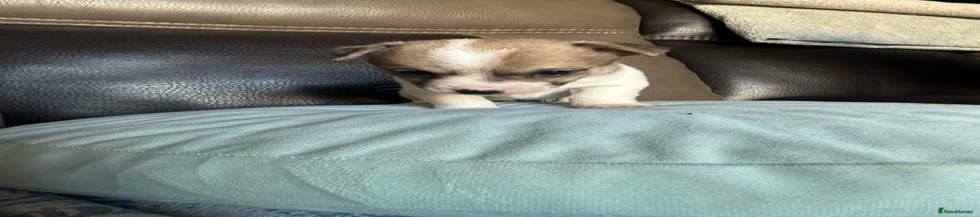 Jack Russell Puppy 4