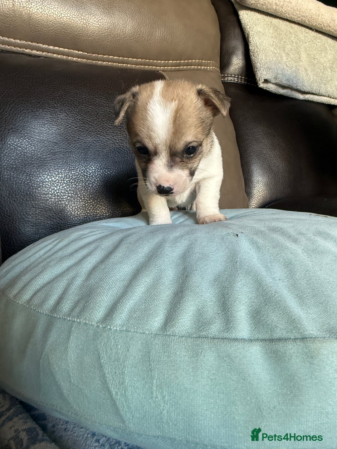 Jack Russell dogs for sale: Rare colouring Jack Russell’s 4 Male - Advert 3