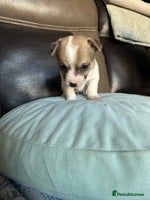 Jack Russell dogs Rare colouring Jack Russell’s 4 Male - Advert 4