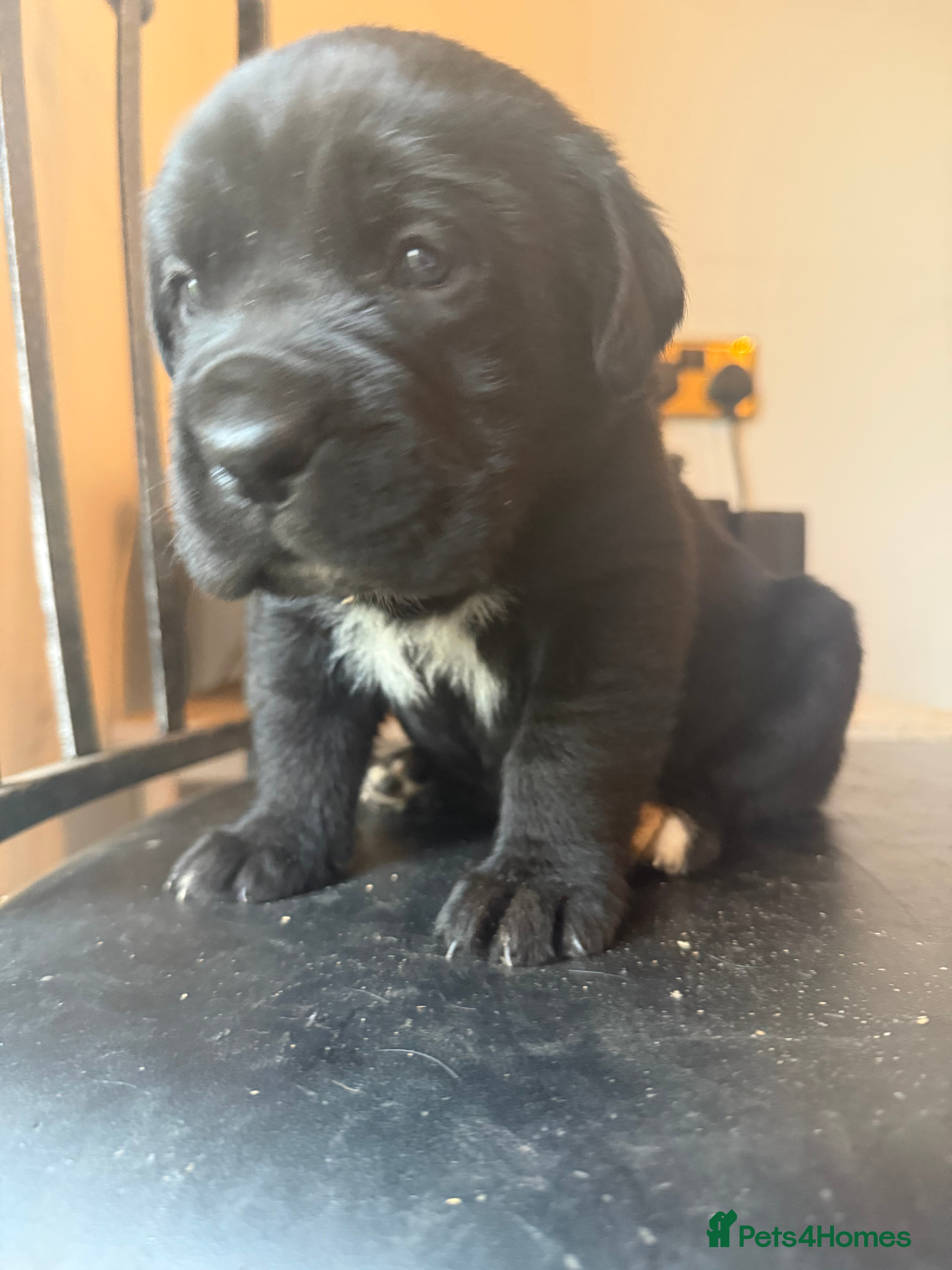 Mixed Breed dogs Labrador x corso puppies  - Advert 1