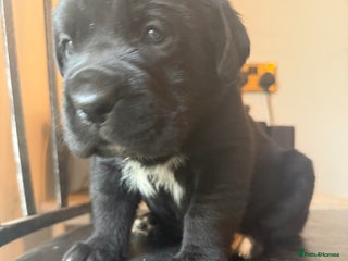 Mixed Breed dogs Labrador x corso puppies - Advert 2