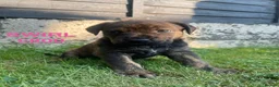 Mixed Breed dogs for sale: Spaniel x Shar pei - Unique Mixed Breed - Advert 6