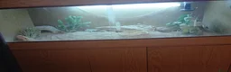 Bearded Dragon reptiles for sale: Bearded dragon. in Southport - Advert 5