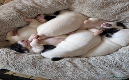 Jack Russell dogs for sale: Delightful Jack Russell Puppies  - Image 7
