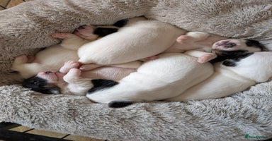 Jack Russell dogs - Advert 15