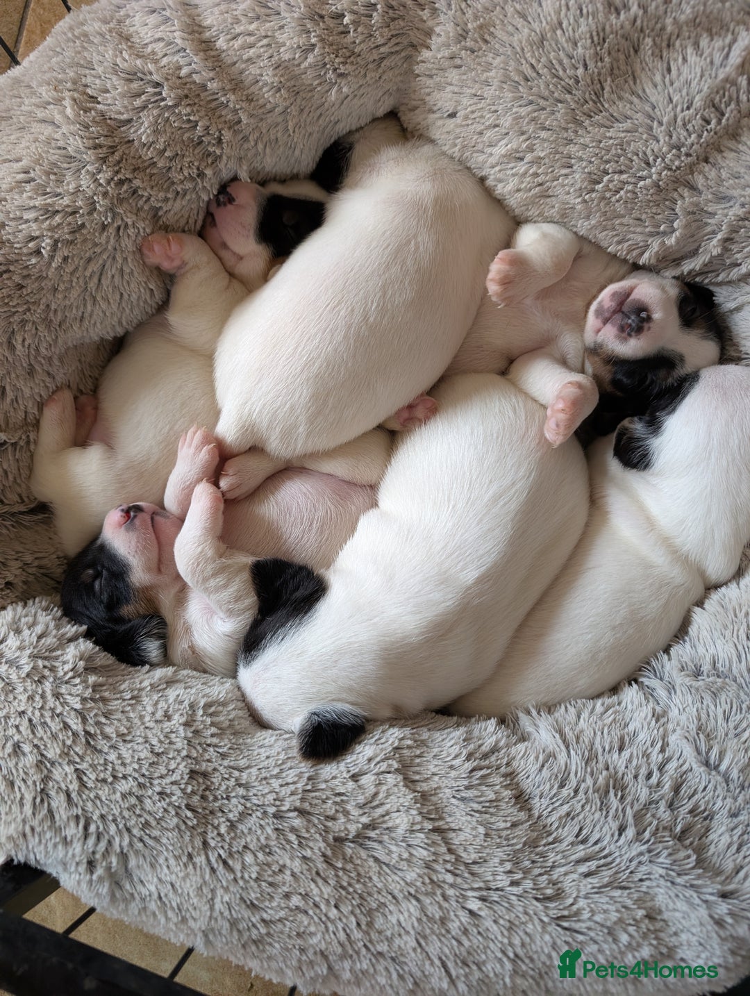 Jack Russell dogs for sale: Delightful Jack Russell Puppies  - Image 7