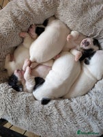 Jack Russell dogs - Advert 2