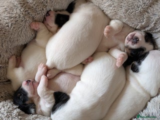 Jack Russell dogs - Advert 29