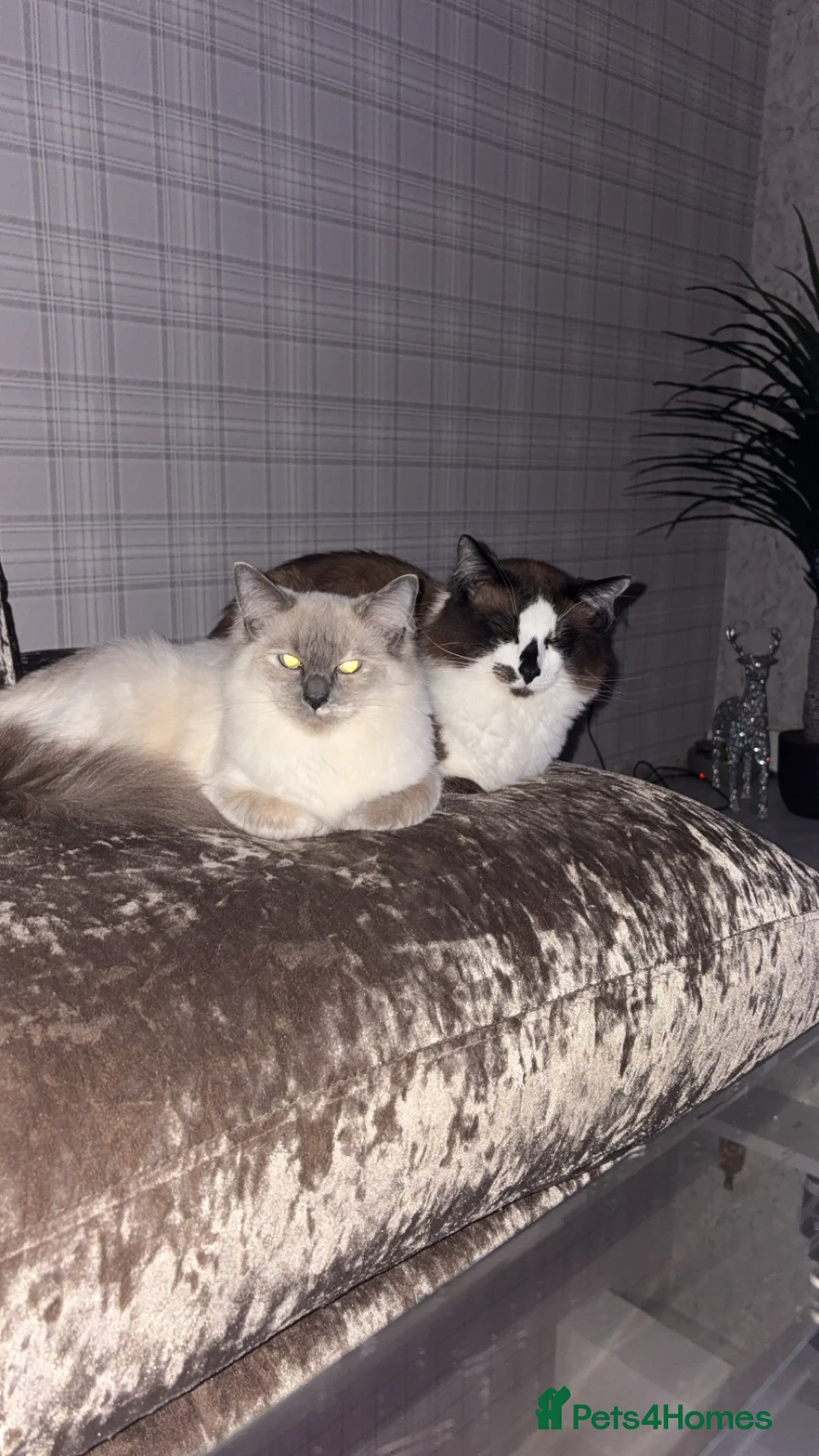 Ragdoll cats for sale: 1 Blue Mitted Ragdoll in Aberdeen - Advert 1