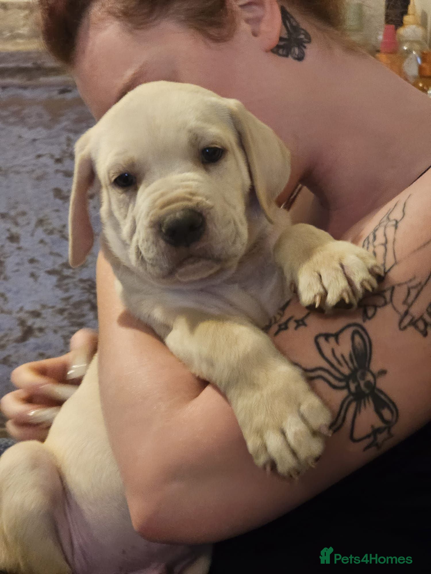 Mixed Breed dogs Bullmastiff cross cane corso - Advert 6