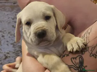 Mixed Breed dogs Bullmastiff cross cane corso - Advert 6