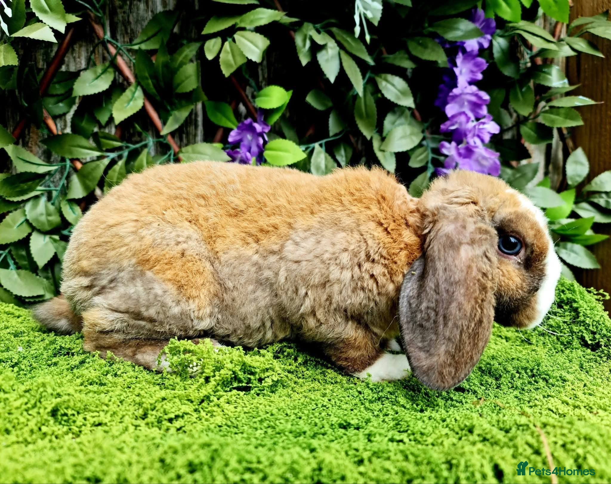 Mini Lop rabbits Mini lop plush females. Read full advert - Advert 16