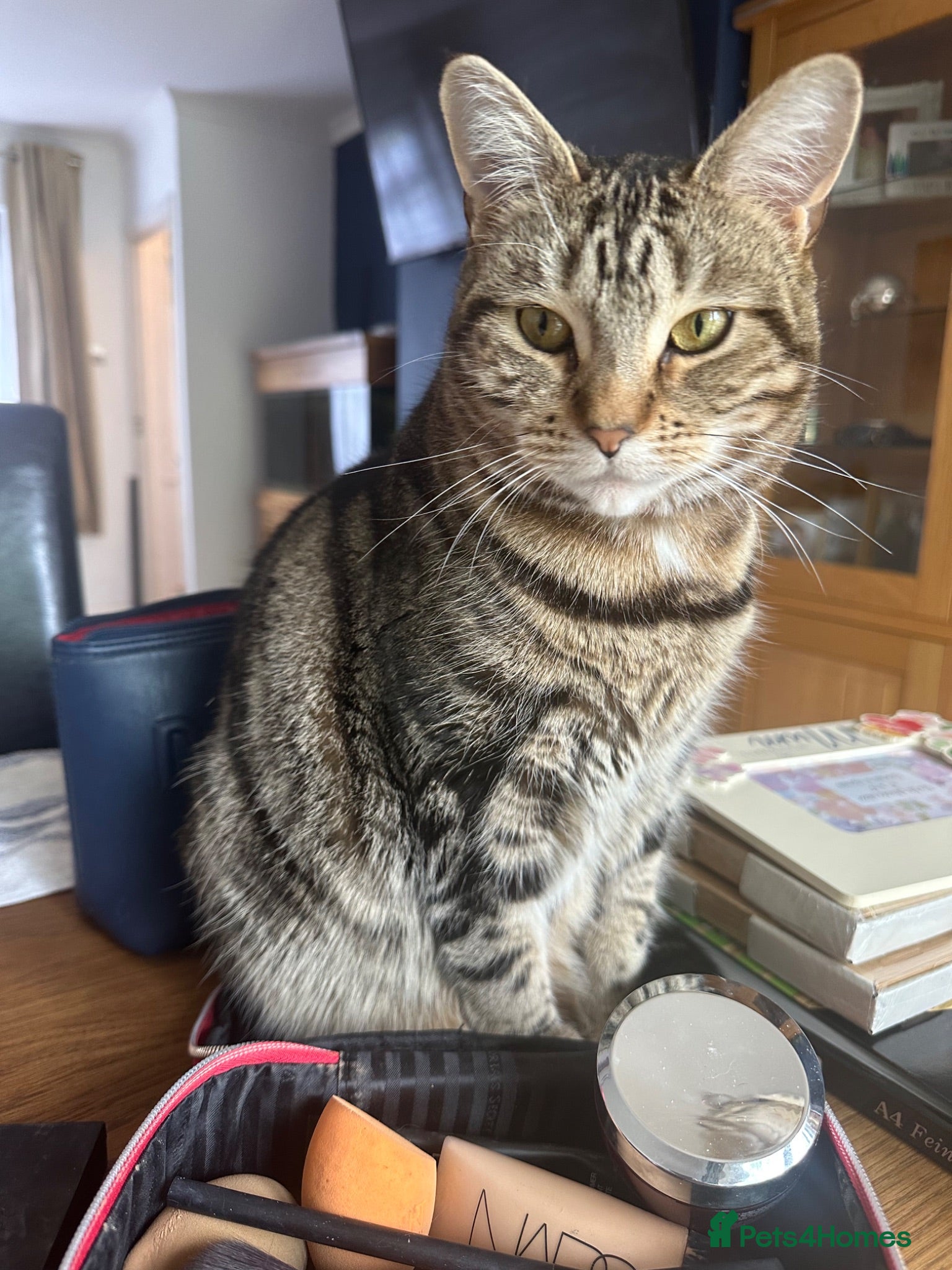 Domestic Shorthair cats A 4 year old female Domestic shorthair  - Advert 5
