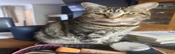 Domestic Shorthair cats for sale: A 4 year old female Domestic shorthair  - Advert 1