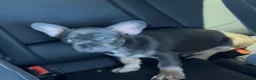 French Bulldog dogs for sale: Beautiful frenchies in Coventry - Advert 4