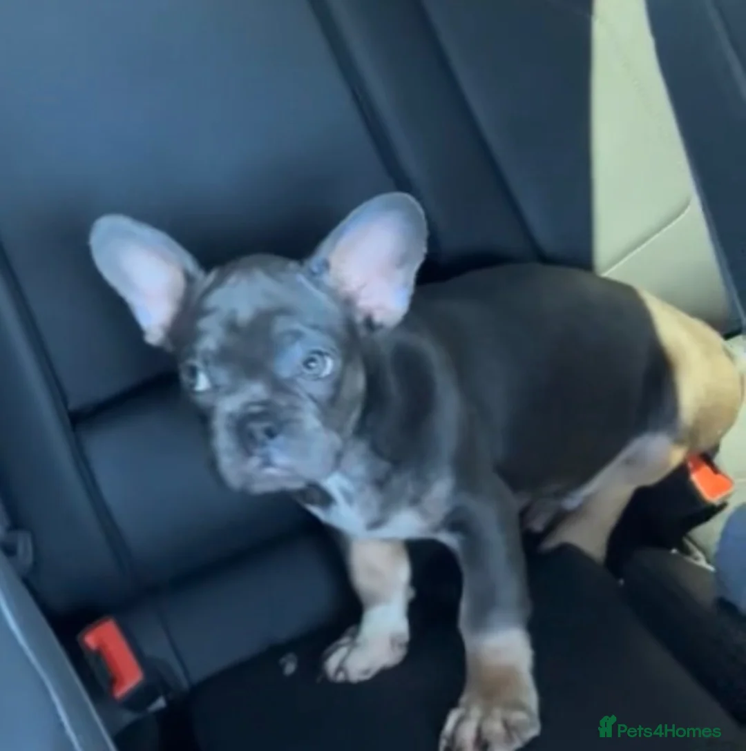 French Bulldog dogs for sale: Beautiful frenchies in Coventry - Advert 4