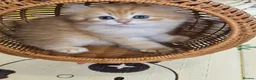 British Longhair cats for sale: British Longhair Kittens – Champion Lines - Advert 8