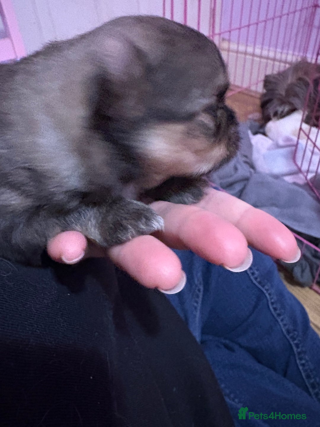 Mixed Breed dogs for sale: Mixed breed puppies - Advert 9