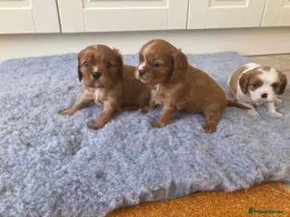 Cavalier King Charles Spaniel dogs KC ruby/blenheim pups - health tested parents - Advert 4