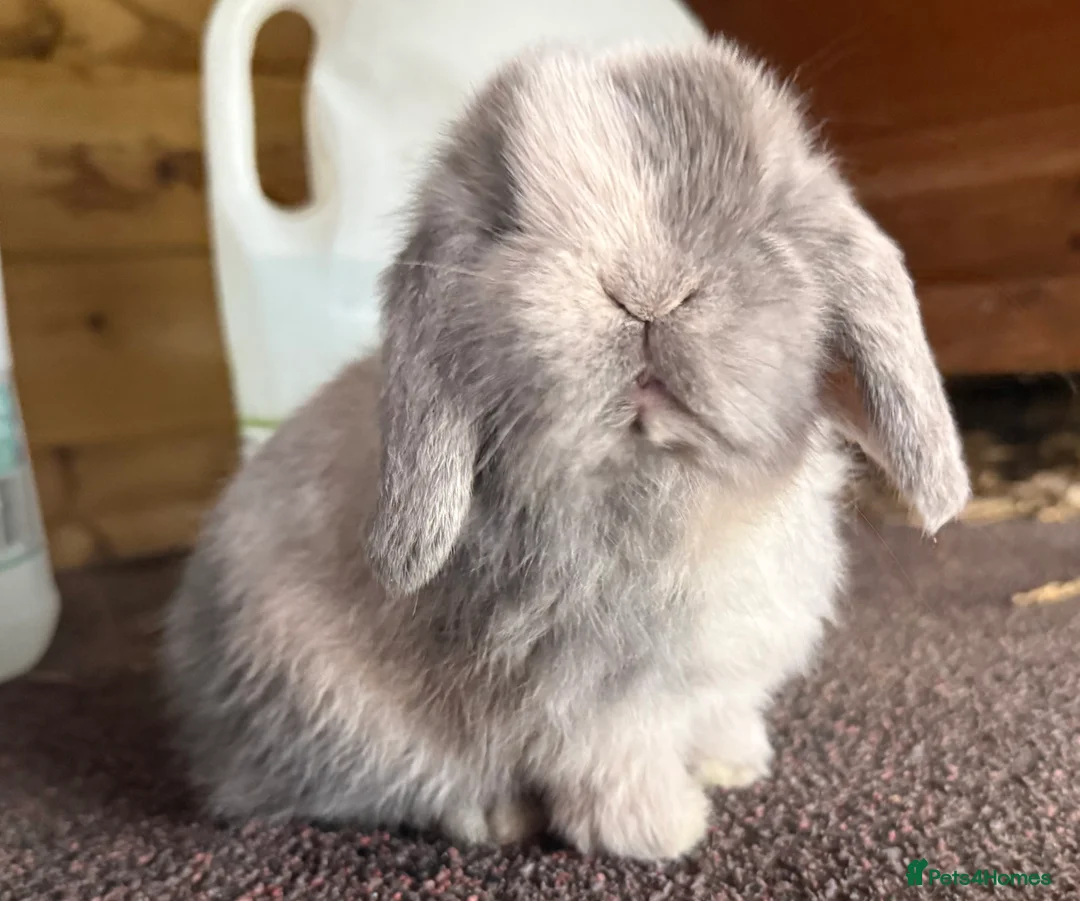 Mini Lop rabbits for sale: Blue Sabled mini lop buck - Advert 8