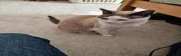 Snowshoe cats for sale: Princess Leia - Advert 5