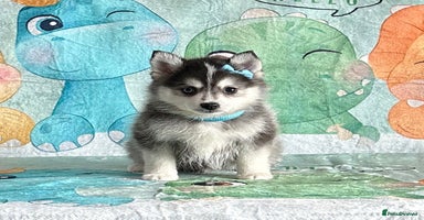 Pomsky dogs - Advert 2