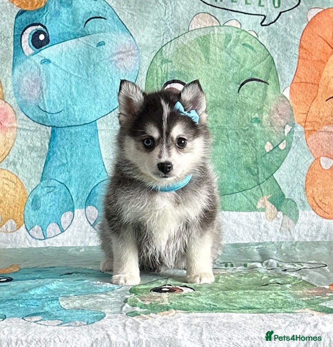 Pomsky dogs for sale: Perfect husky markings f3 Pomsky puppies for sale - Image 2