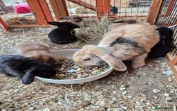 English Lop rabbits for sale: Rabbits  - Image 4