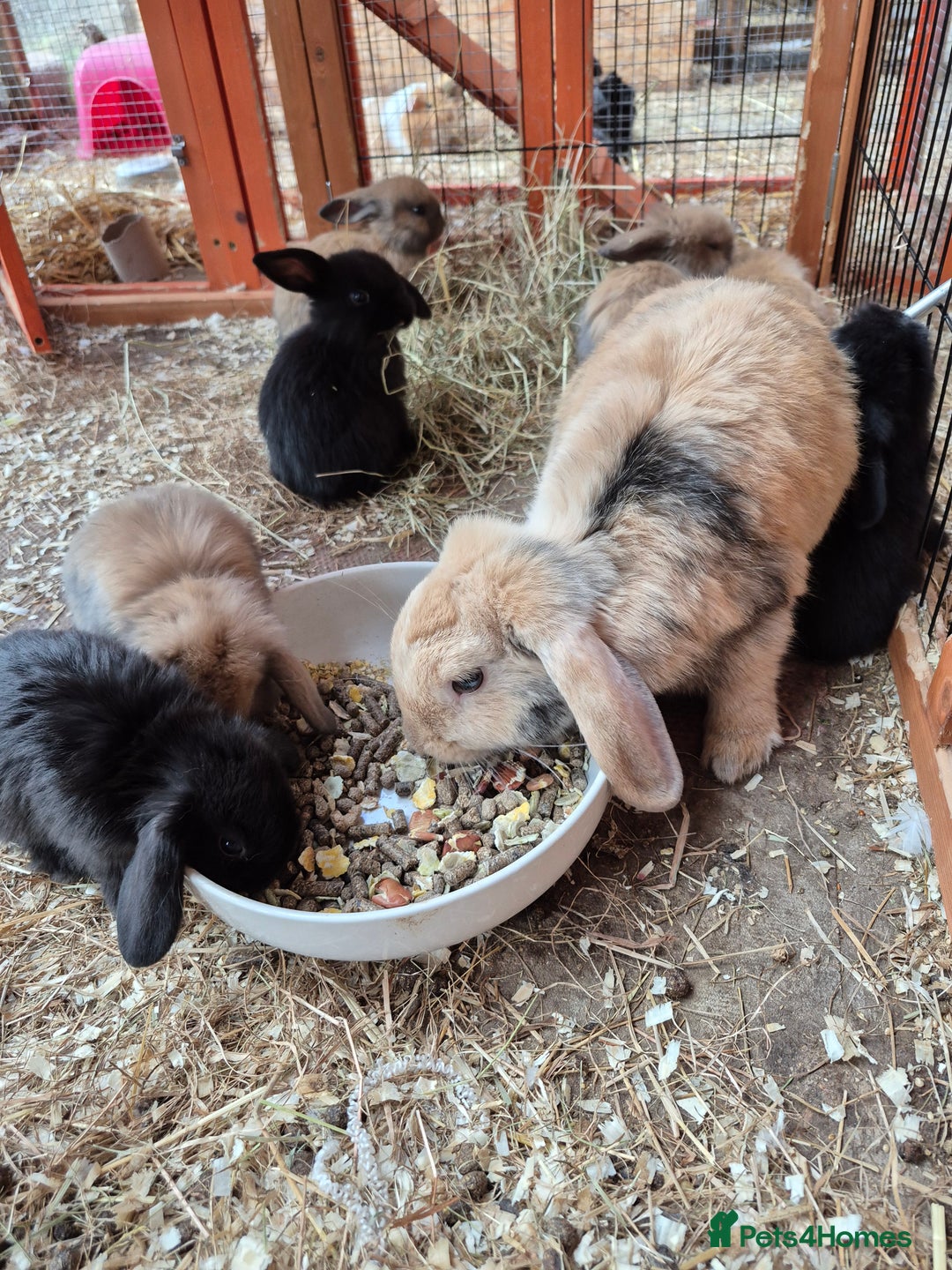 English Lop rabbits for sale: Rabbits  - Image 4
