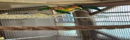 Lovebirds birds for sale: Beautiful Lovebirds For Sale - Advert 5