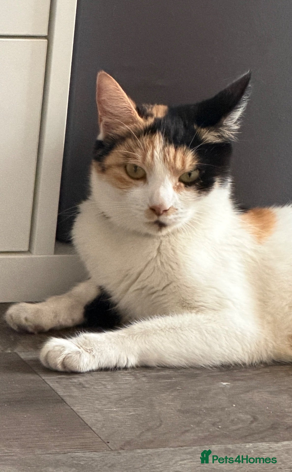 Mixed Breed cats Beautiful cat  - Advert 1
